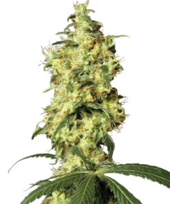 Sensi Seeds Cannabis Seeds White Widow Automatic Feminized