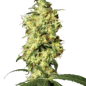 Sensi Seeds Cannabis Seeds White Widow Automatic Feminized