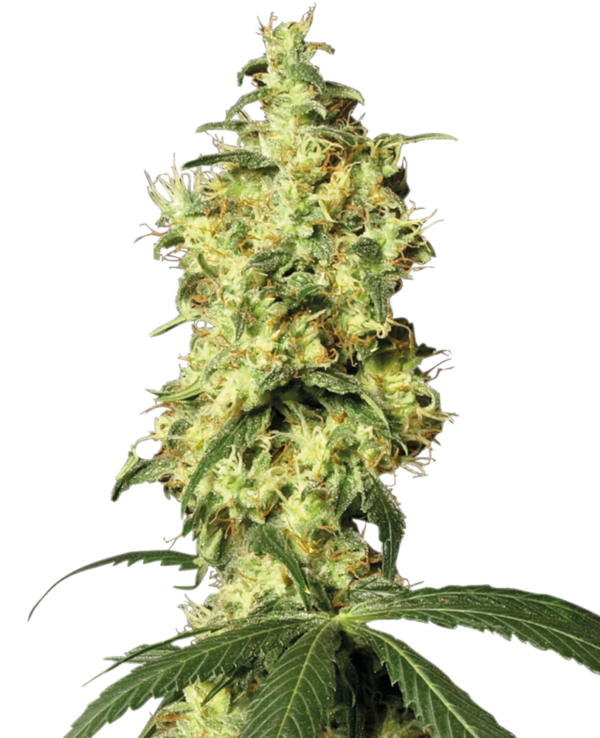 Sensi Seeds Cannabis Seeds White Widow Automatic Feminized