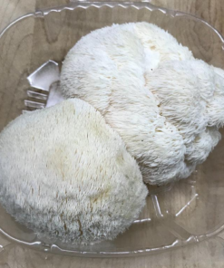 Lion’s Mane Mushrooms Fresh, Brain-Boosting, and Nutrient-Rich