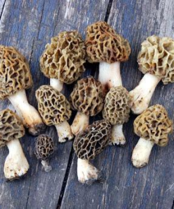 Organic Morel Mushrooms Gourmet Delicacy with Rich Flavor and Nutritional Benefits