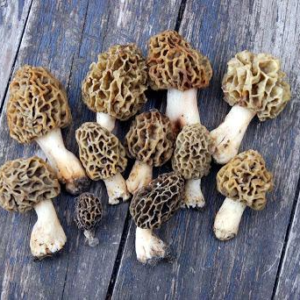 morel mushroom price