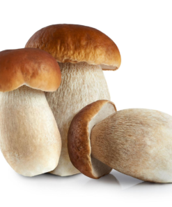 porcini mushroom