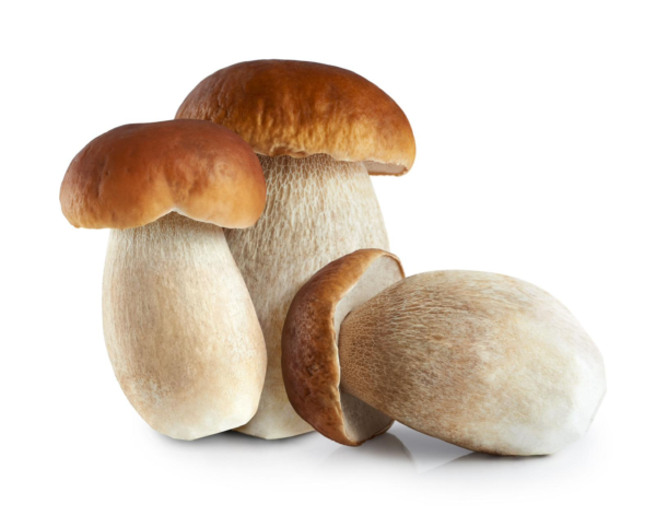 porcini mushroom