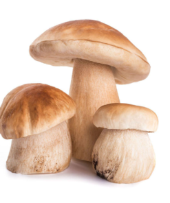 Organic Porcini Mushrooms