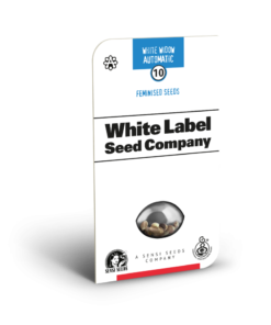 Sensi Seeds Cannabis Seeds White Widow Automatic Feminized