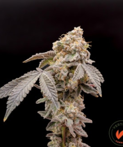 Vertical Cannabis Lemon Shiv