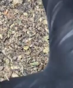 marijuana shakes